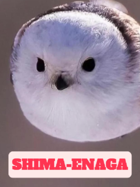 @WildlifeWonderTV Animal Facts