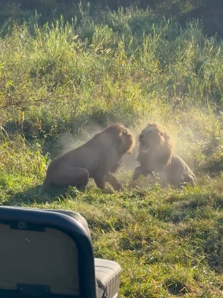 @Lion Sightings