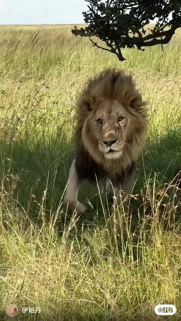 @Албена Граминова
