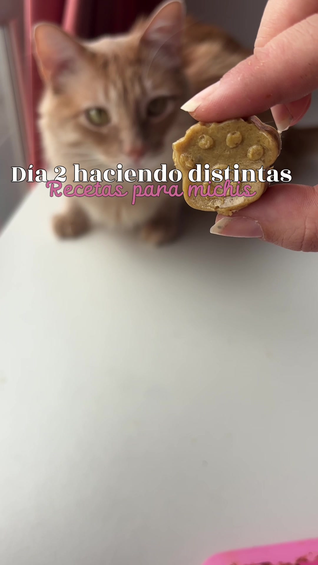 @- Alejandra 🐱💕