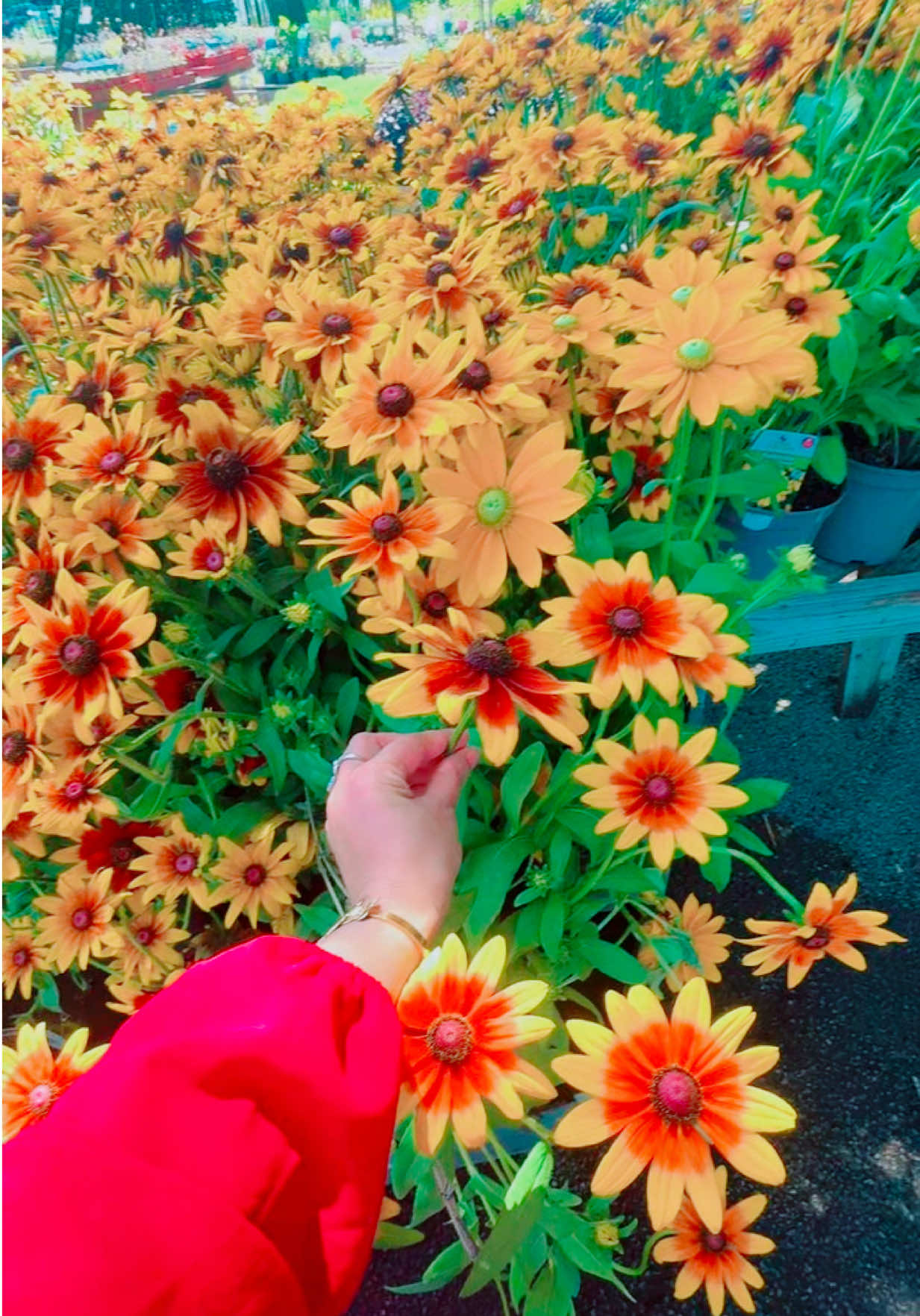 @Jui_Kona