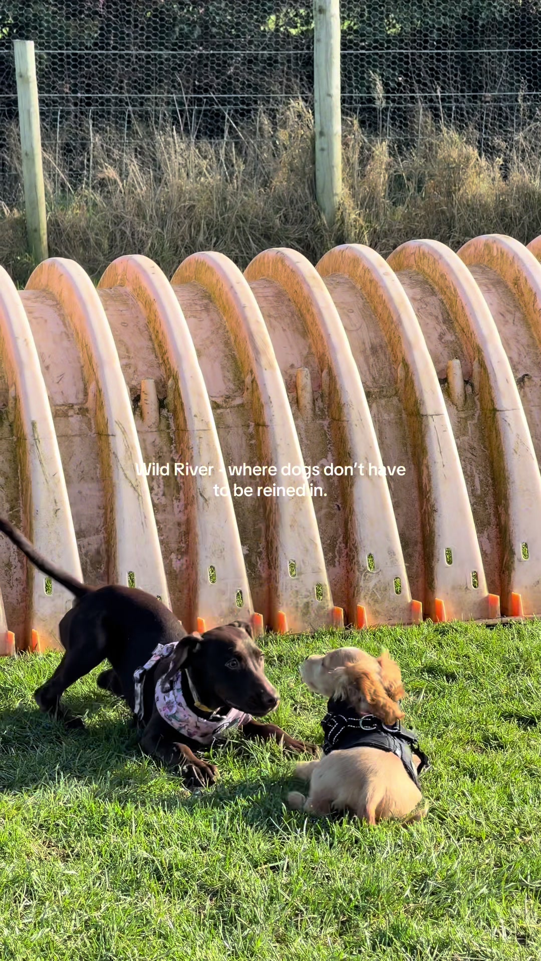 @Wild River Dog Park