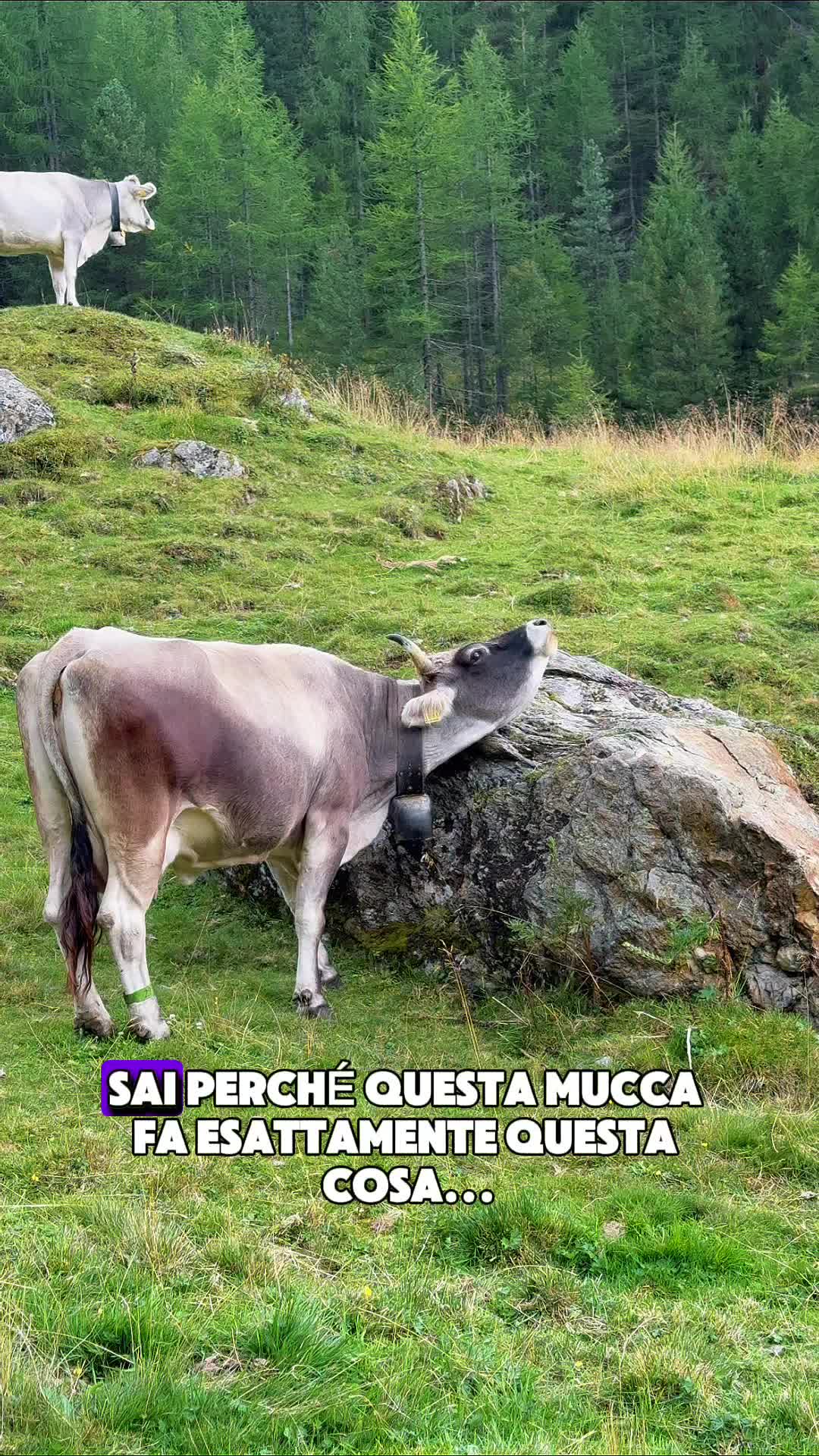 @Montagna Estate