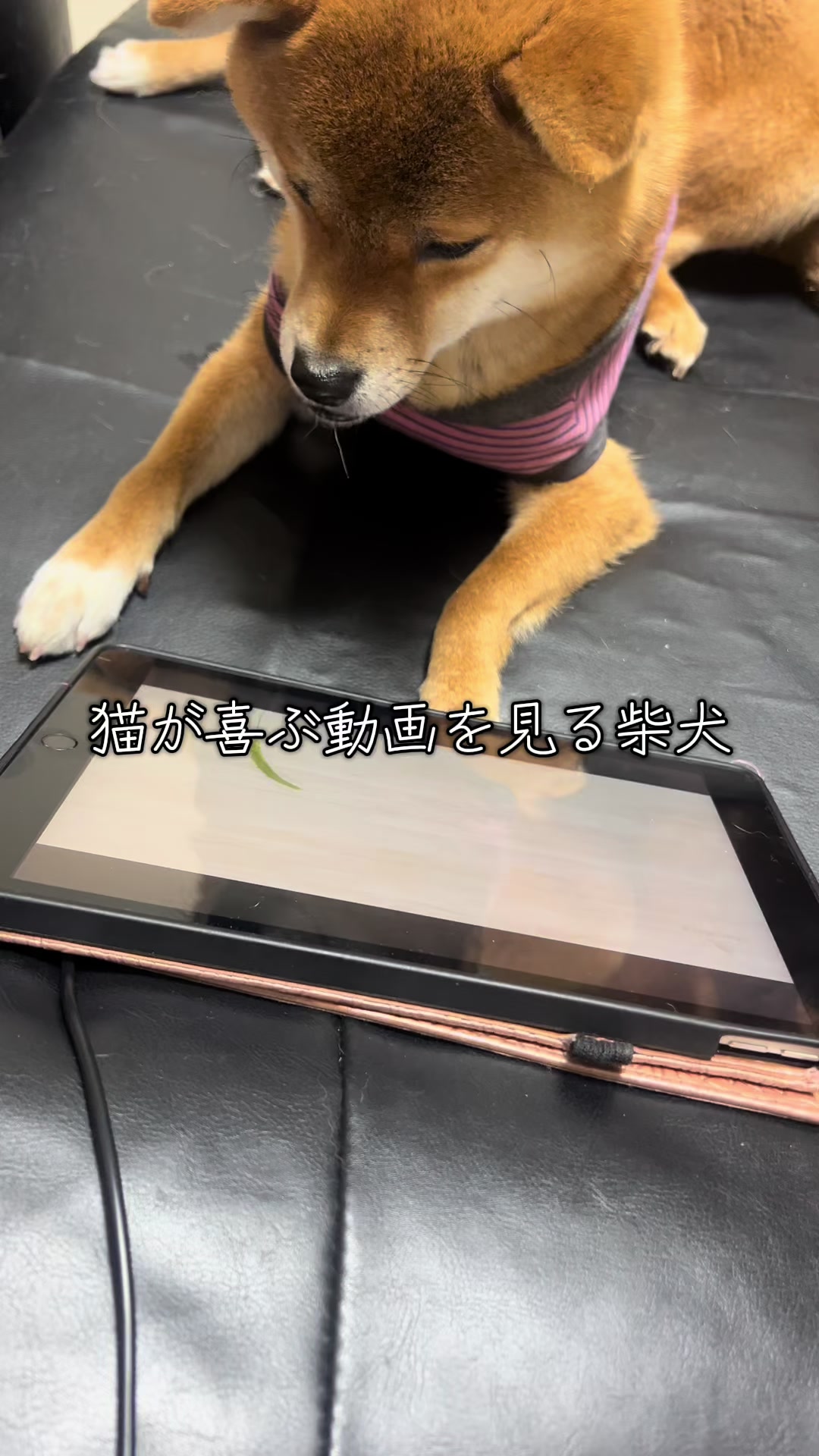 @シャクレ犬