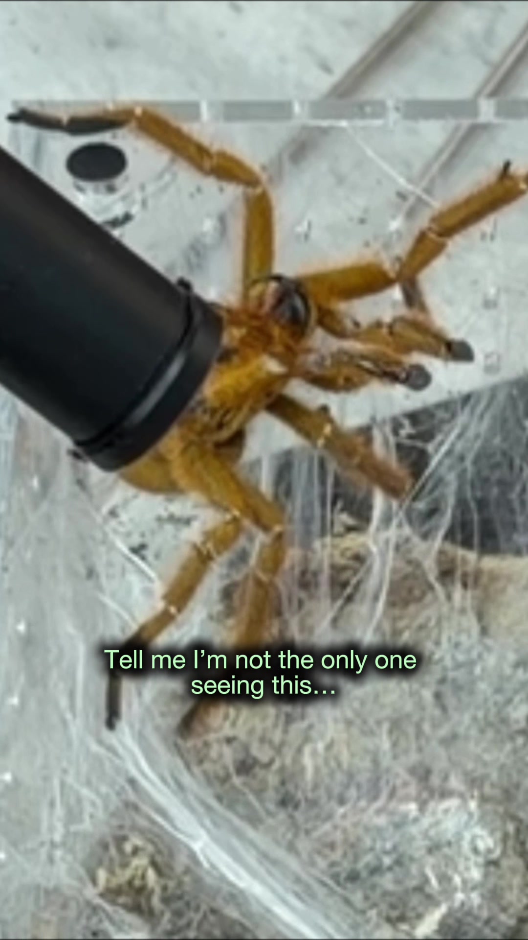 @Spider Conservatory