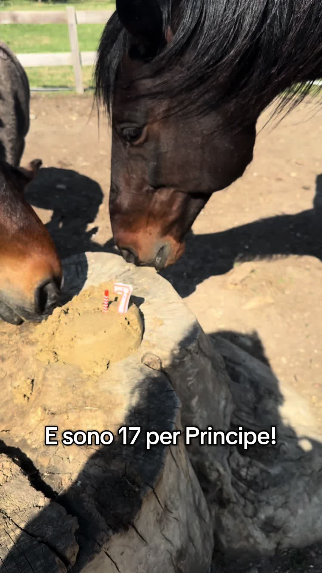@Diario a Quattro Zampe