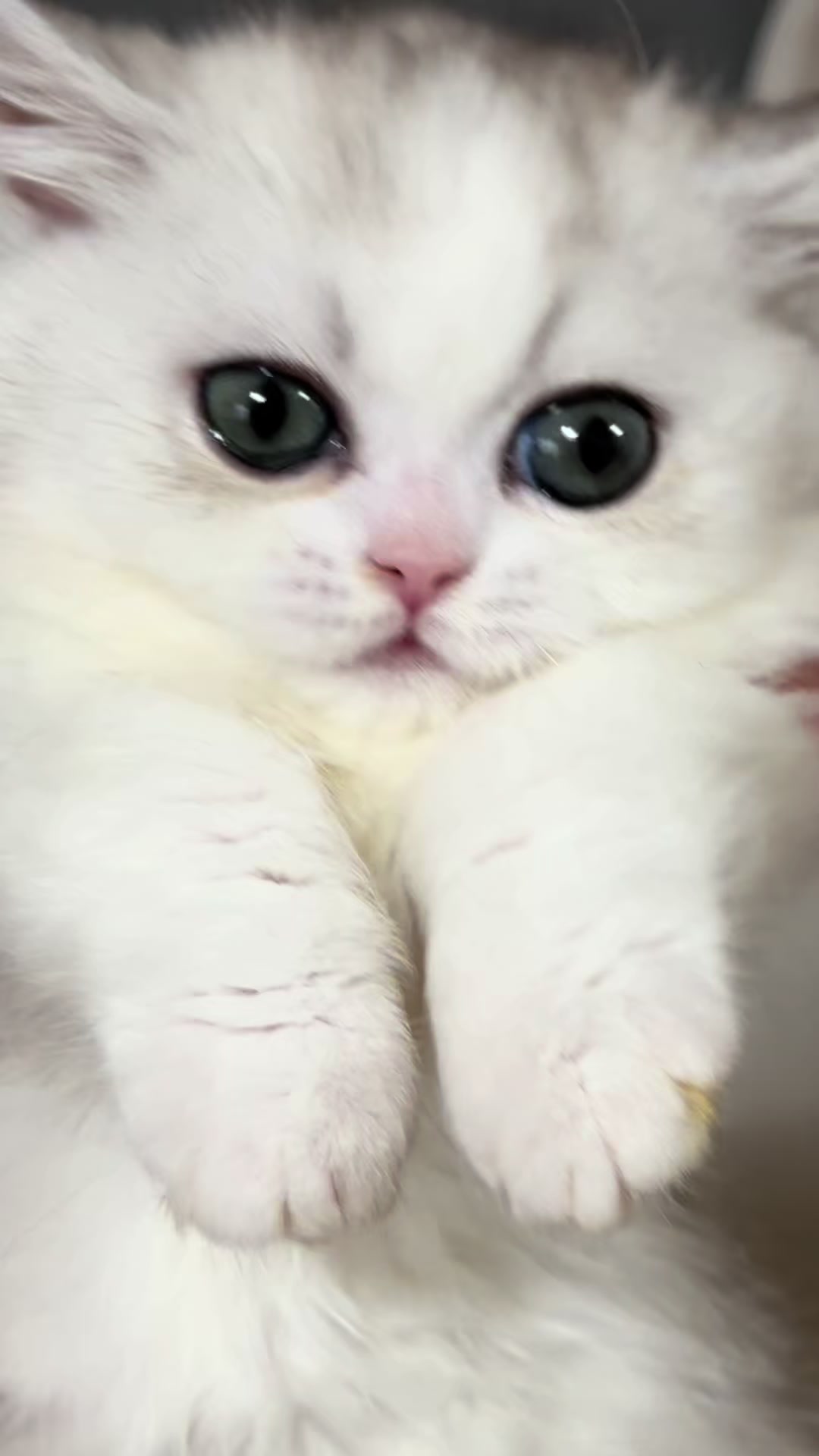 @Nya_냐