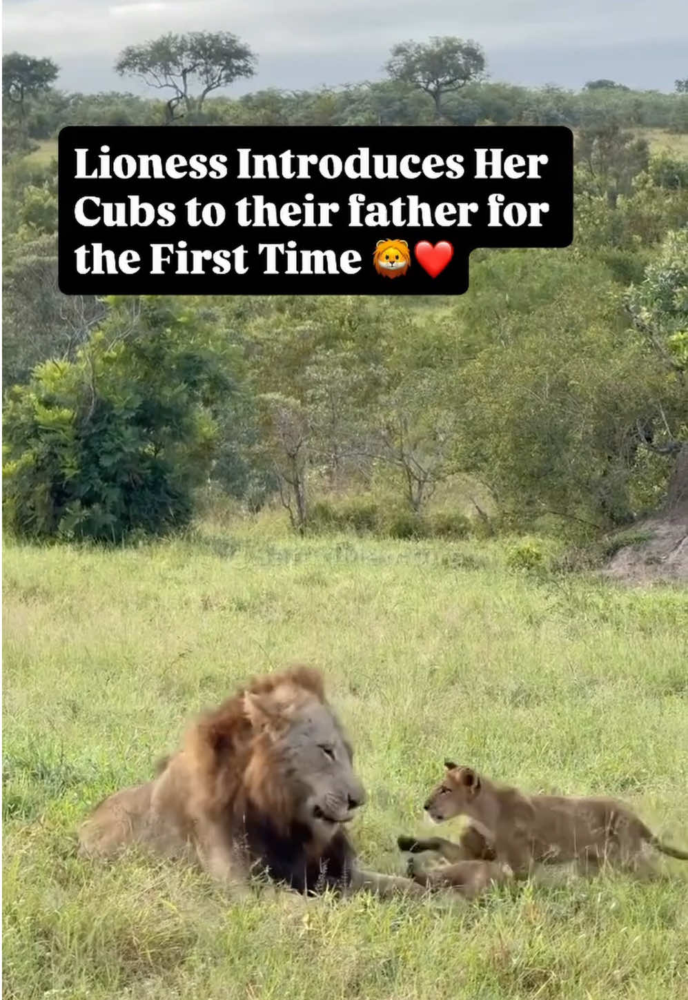 @KJ@LoveAnimalsEpicNature