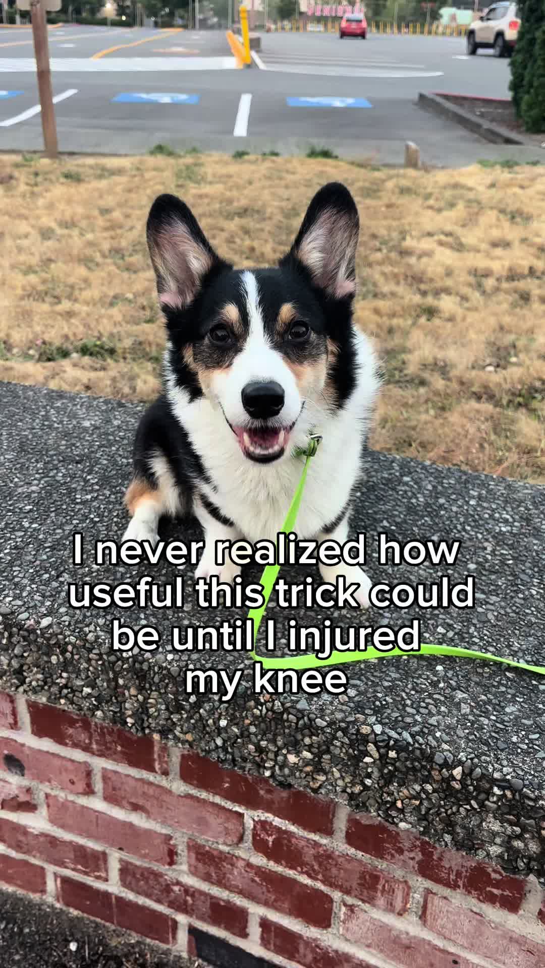 @MaslowTheTrickCorgi & Friends