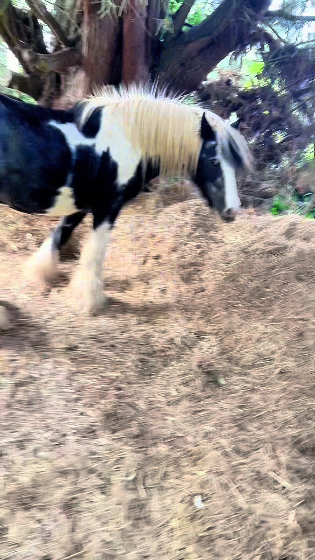 @EarthAngel 🐎