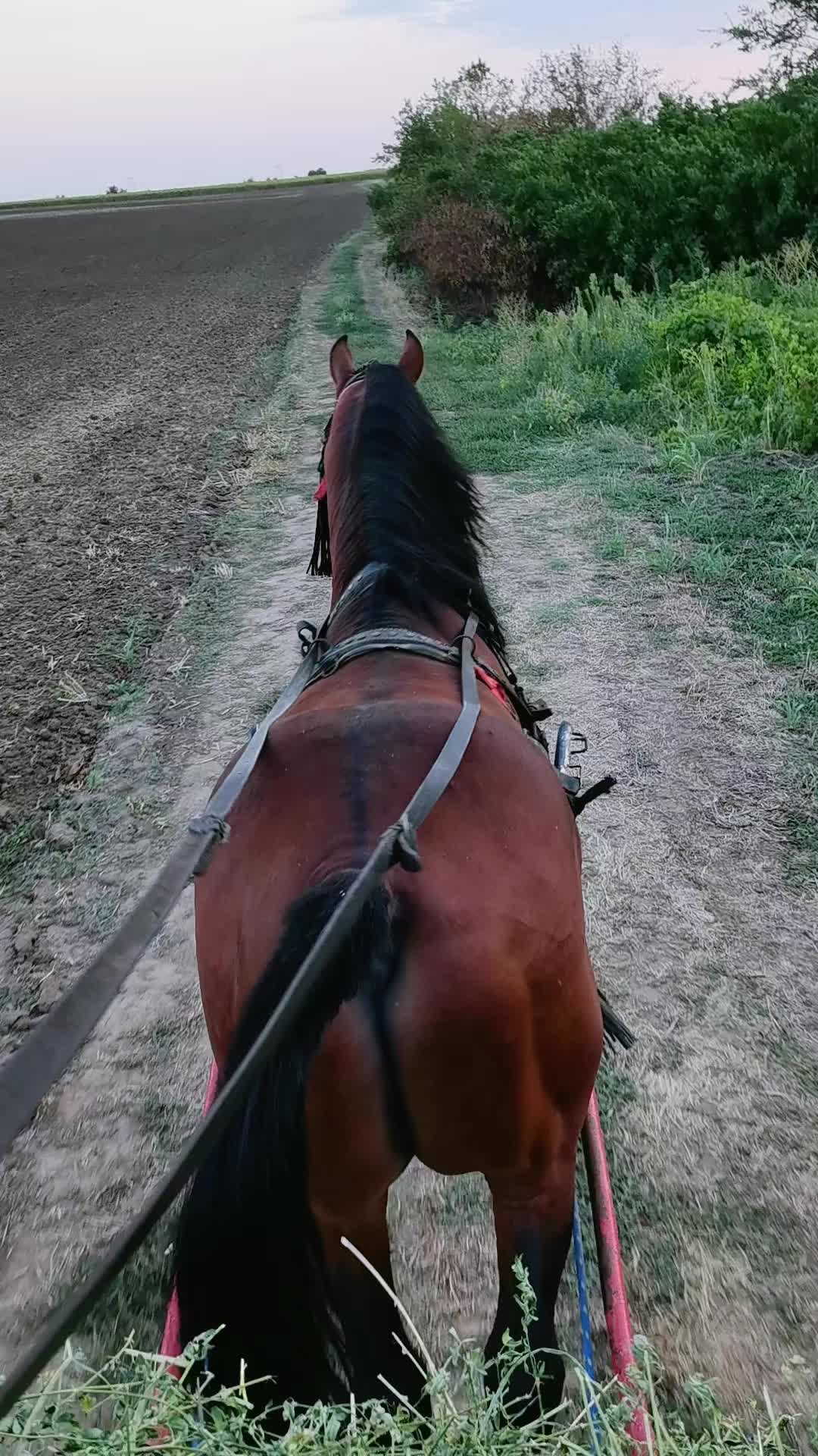 @Jady🐴