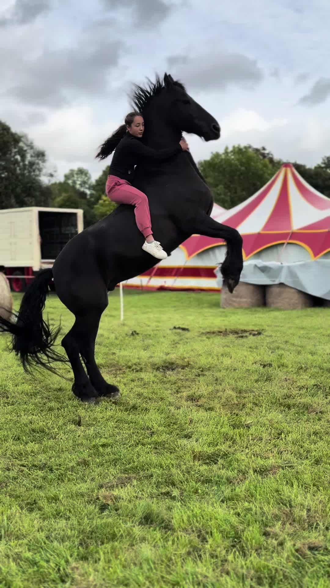 @Horses