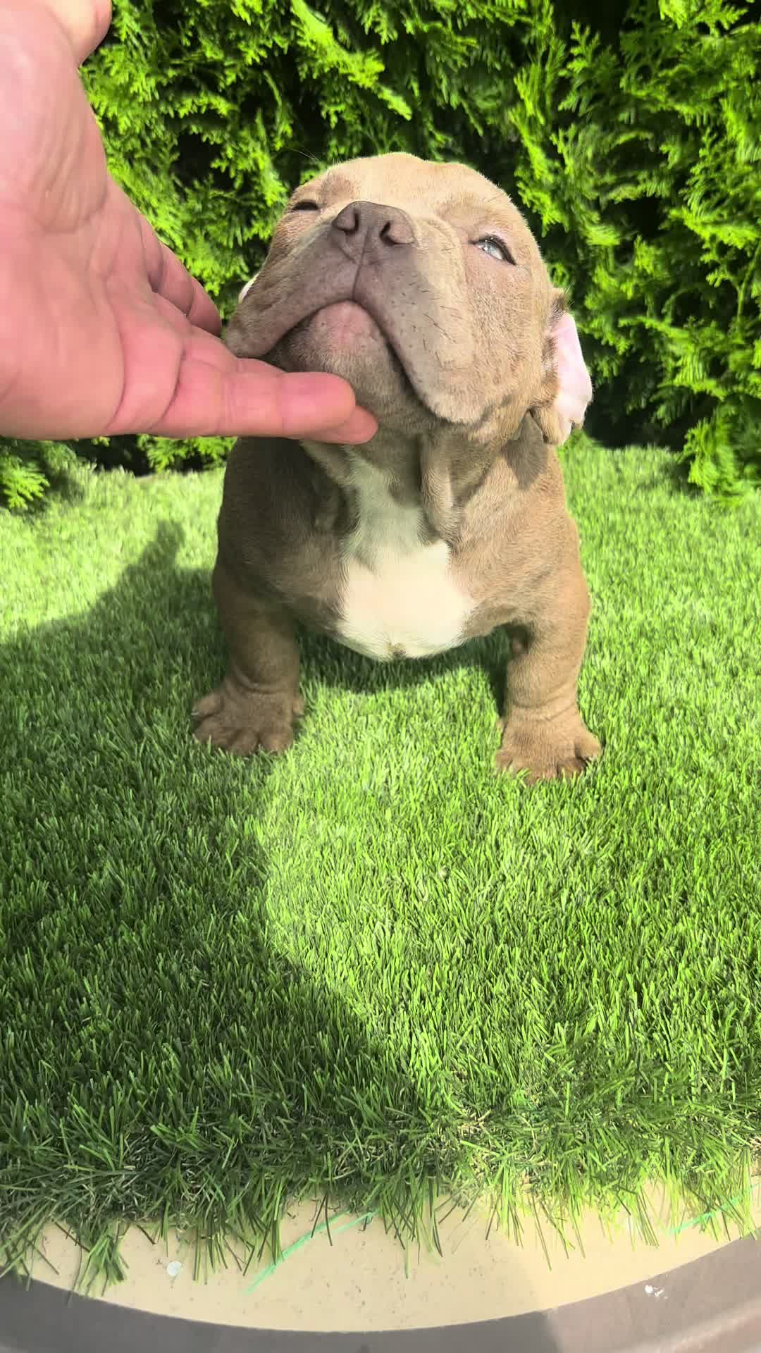 @Mascotas ,cachorritos bonitos