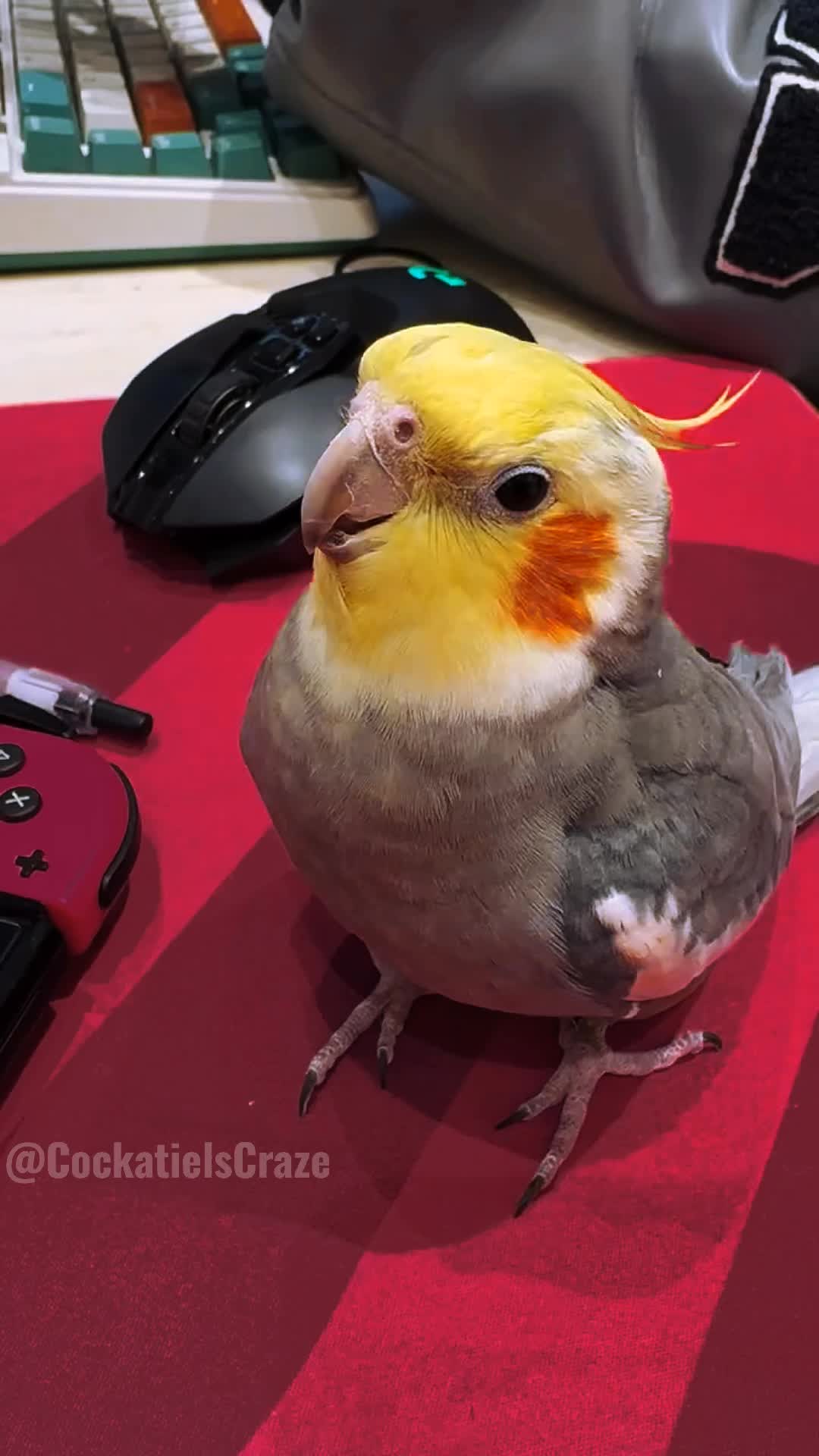 @Cockatiels Craze