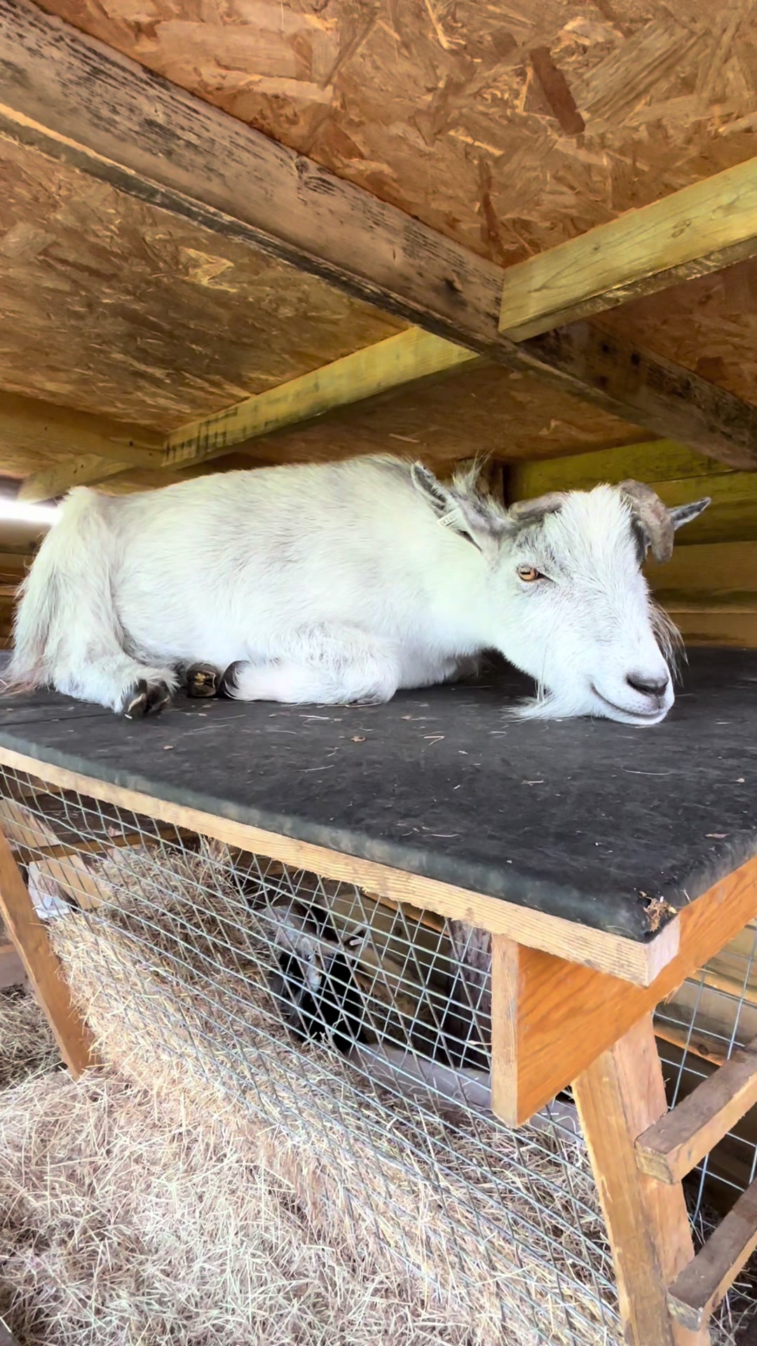 @GiddyAboutGoats