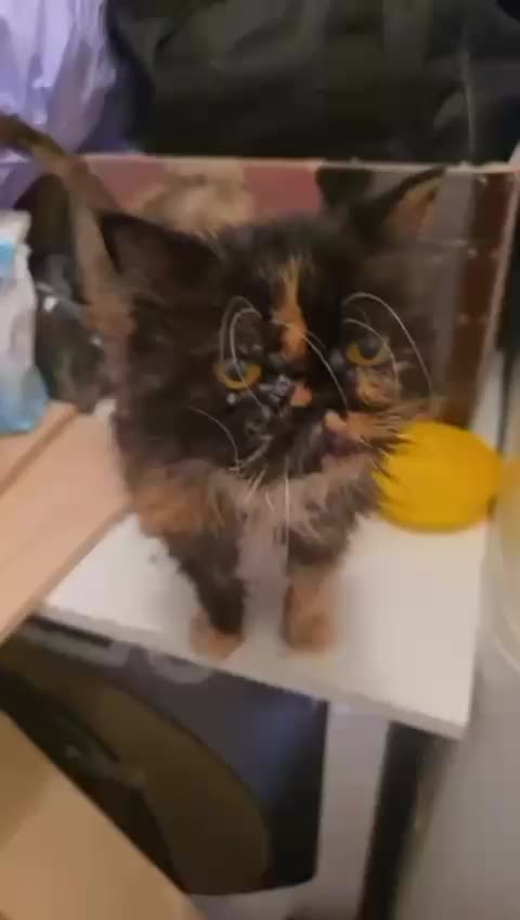 @SOS FELINA TENERIFE