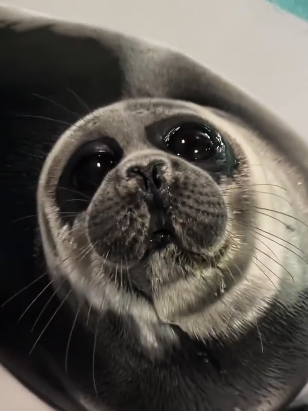 @🩷🎀 seal 🦭🩷
