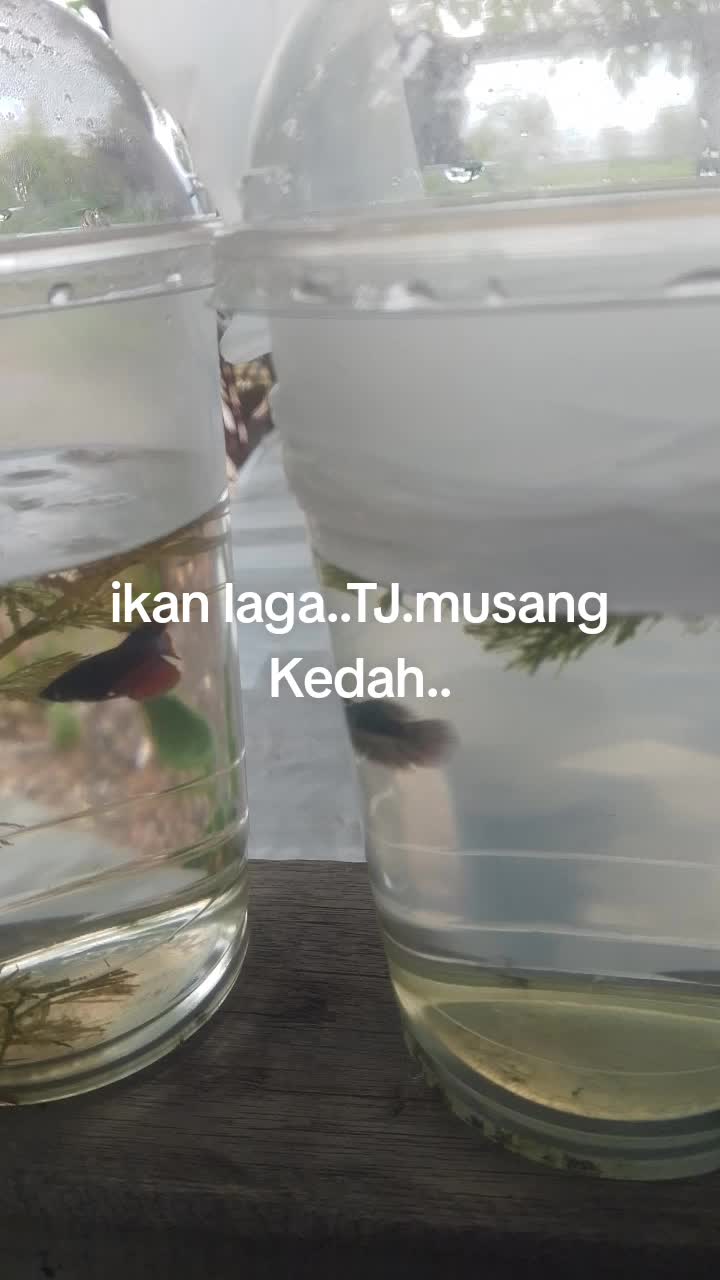 @Wan nasruy