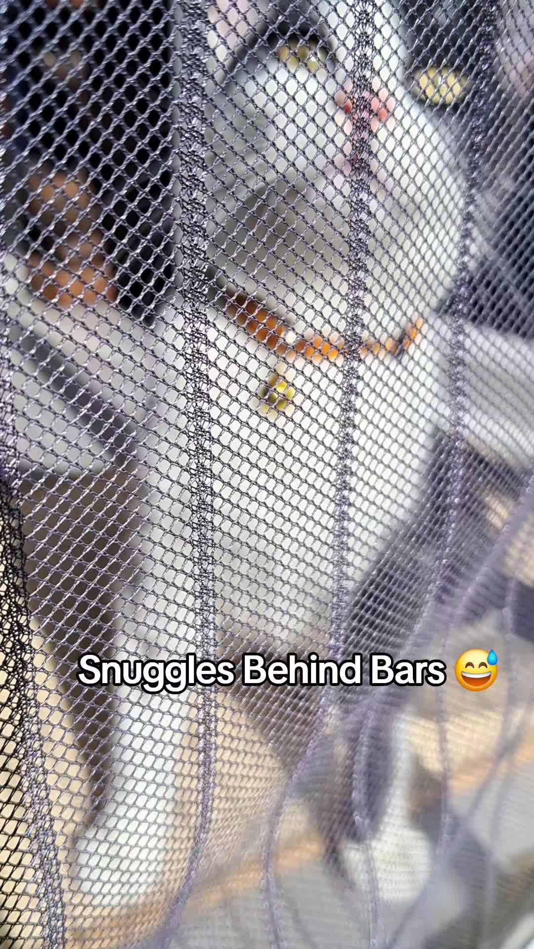 @Snuggles The Cat