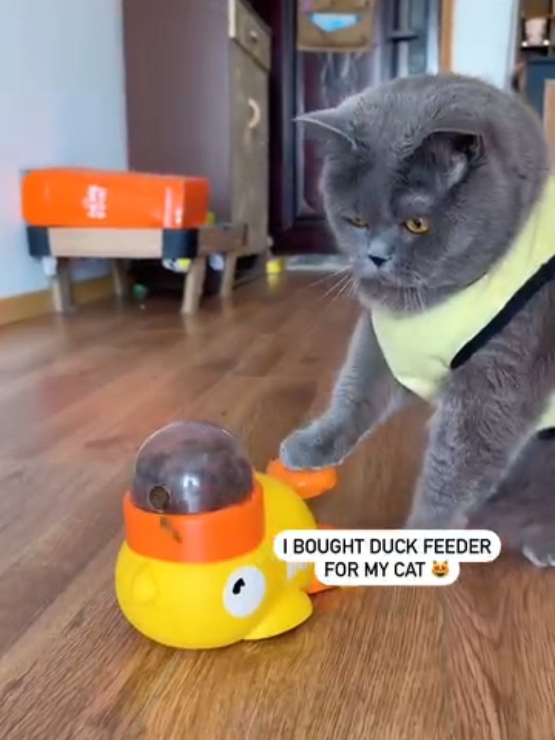 @Chonky World Of Cats