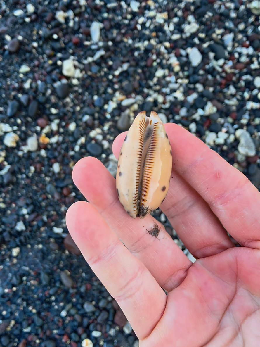 @Noe 🐚 Shells