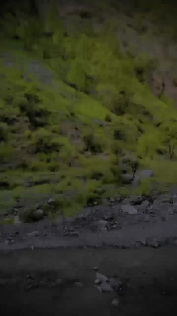 @🦅مسافر جانان😍۔۔👀