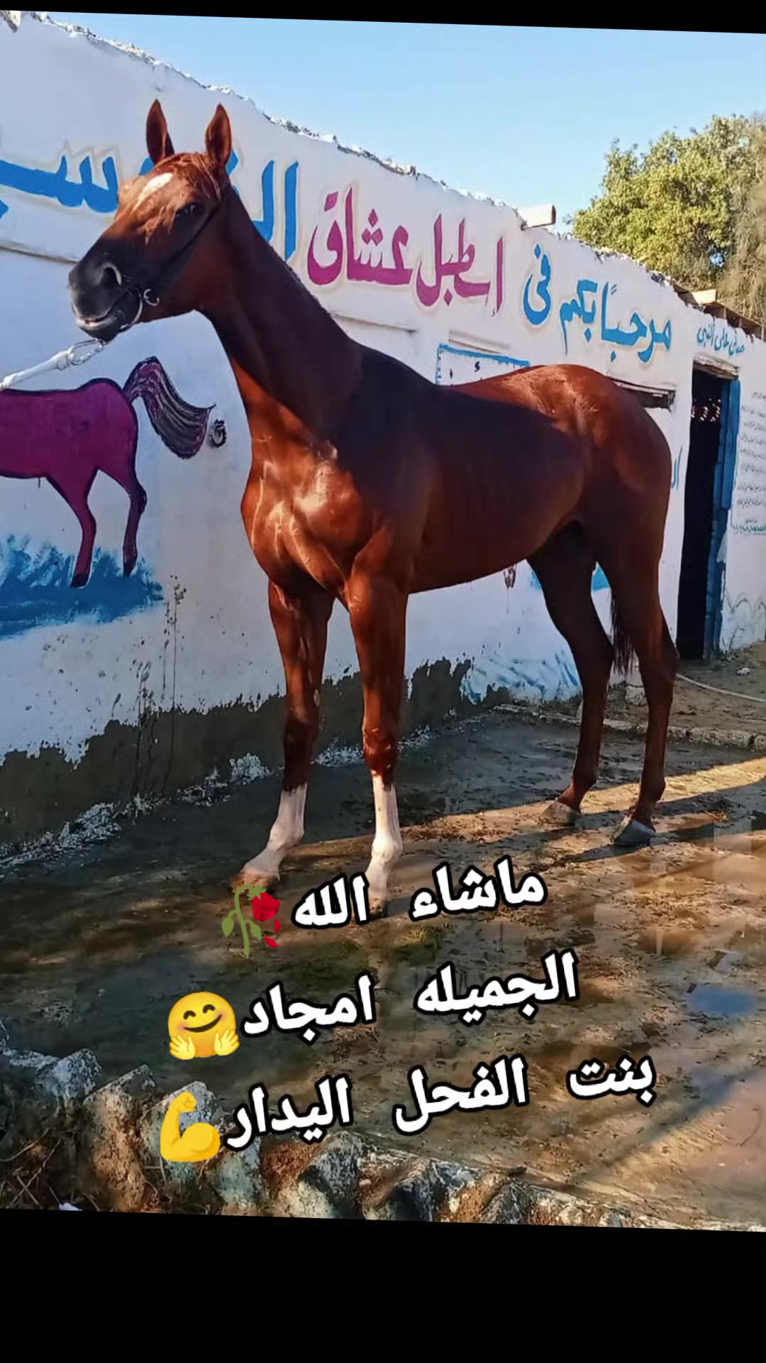 @چياب الاصايل