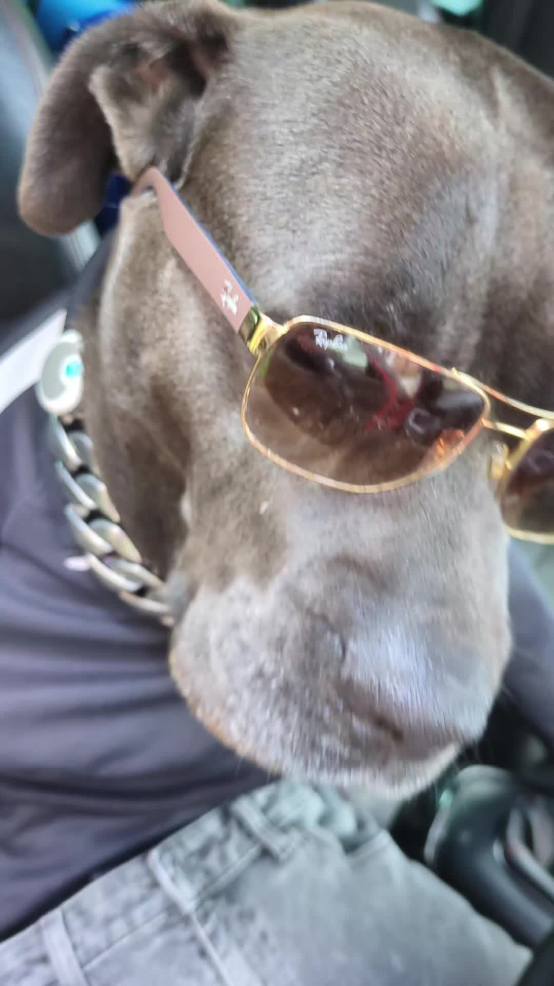 @mist_the_canecorso