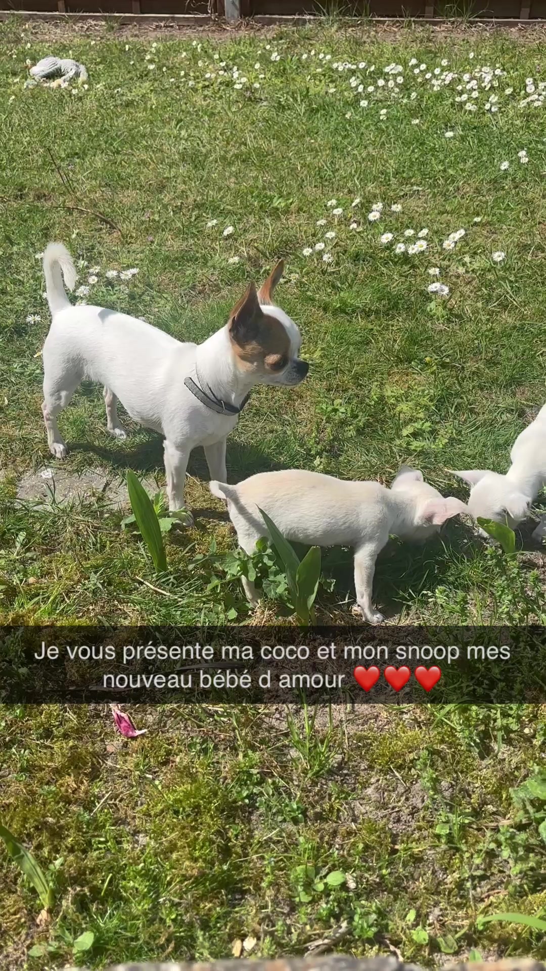 @delphine