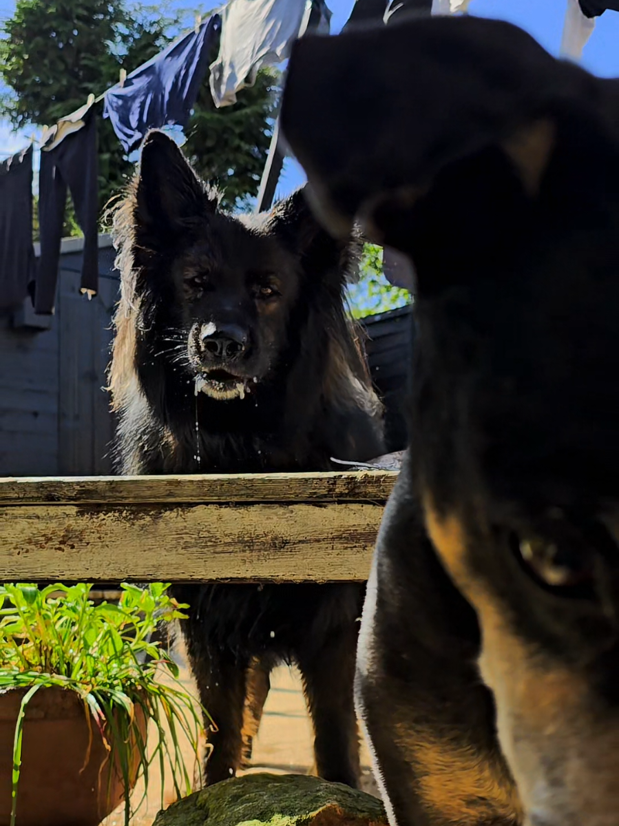 @Baloo_boy_gsd