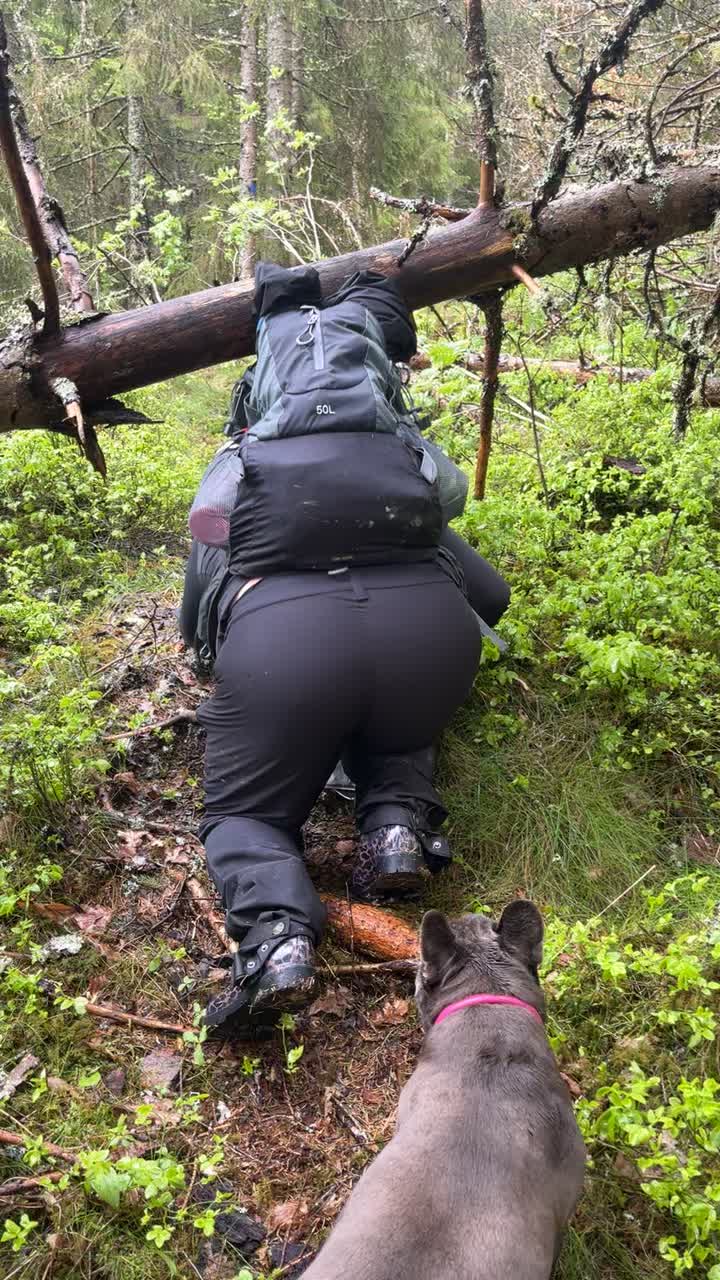 @Stall skogstokig