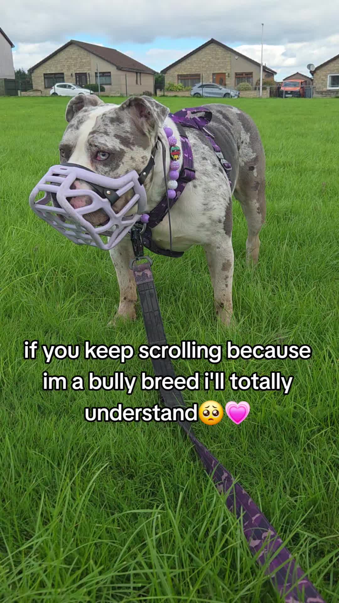@kirsty+starlight the xl bully