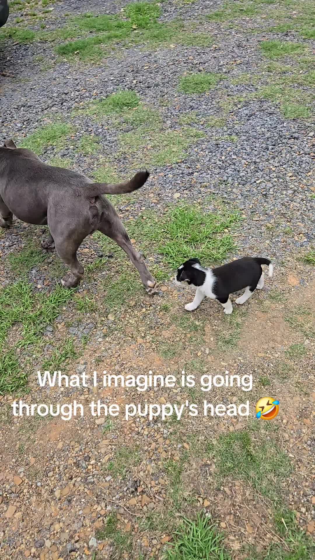 @Kristin & Diesel the Pittie 💕