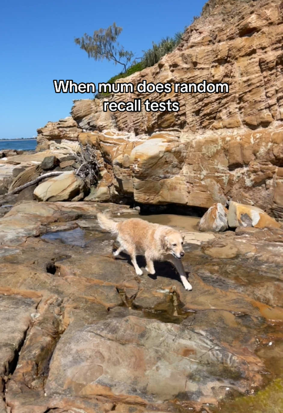 @lunas_golden_life