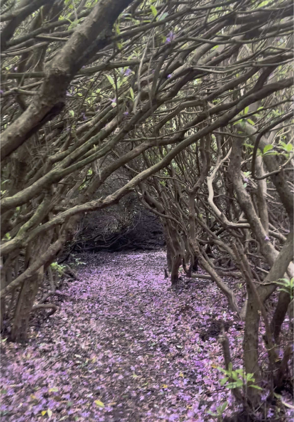 @Hidden Howth Experiences