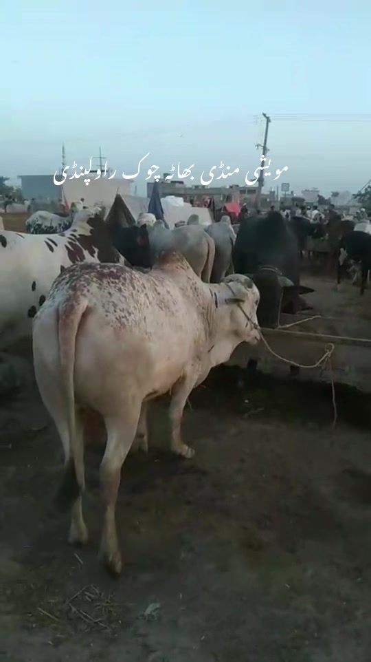 @hafeezm17