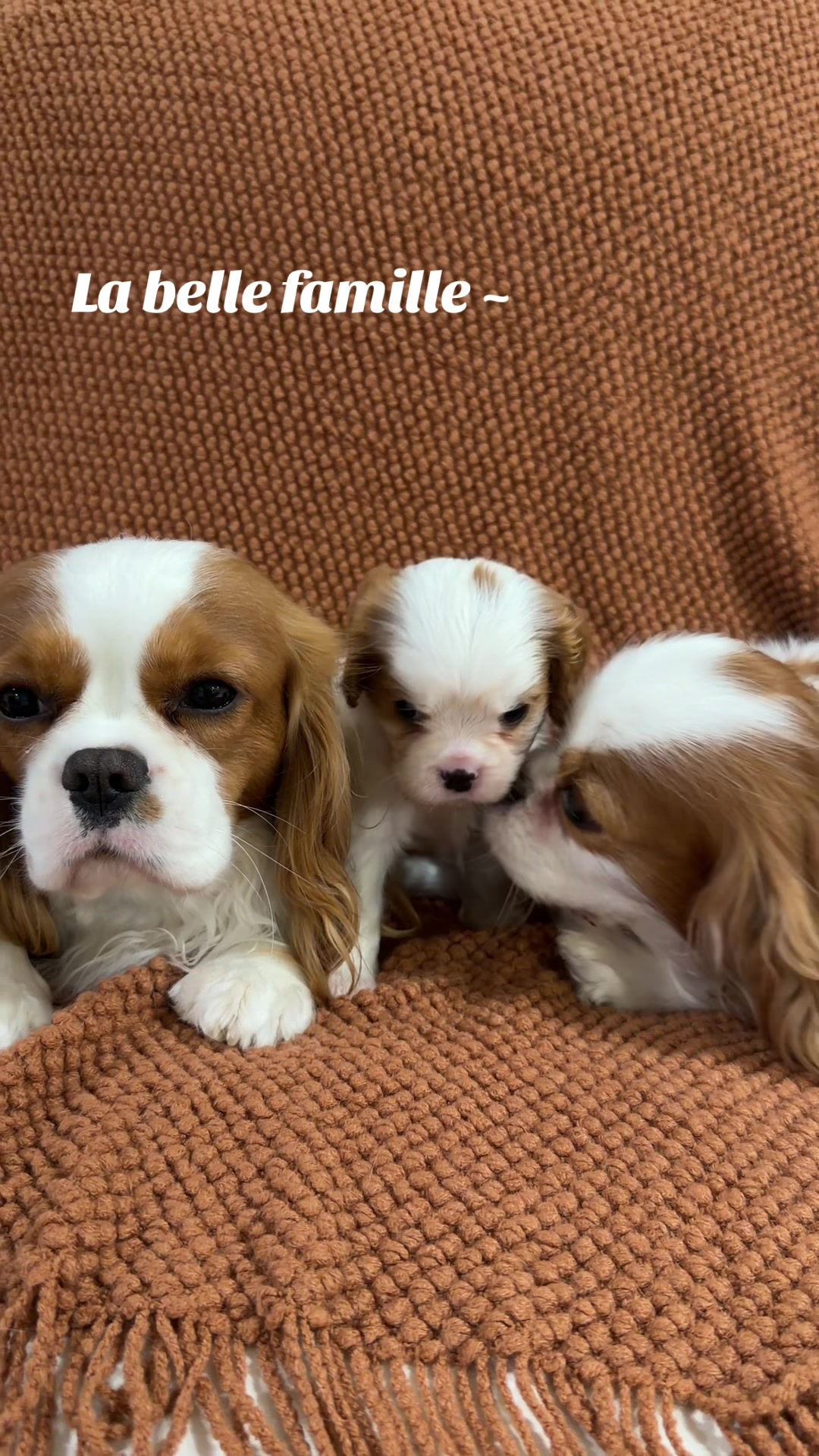 @Cavalier_king_charles_paris