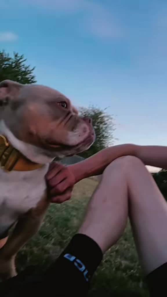 @certidogzuk