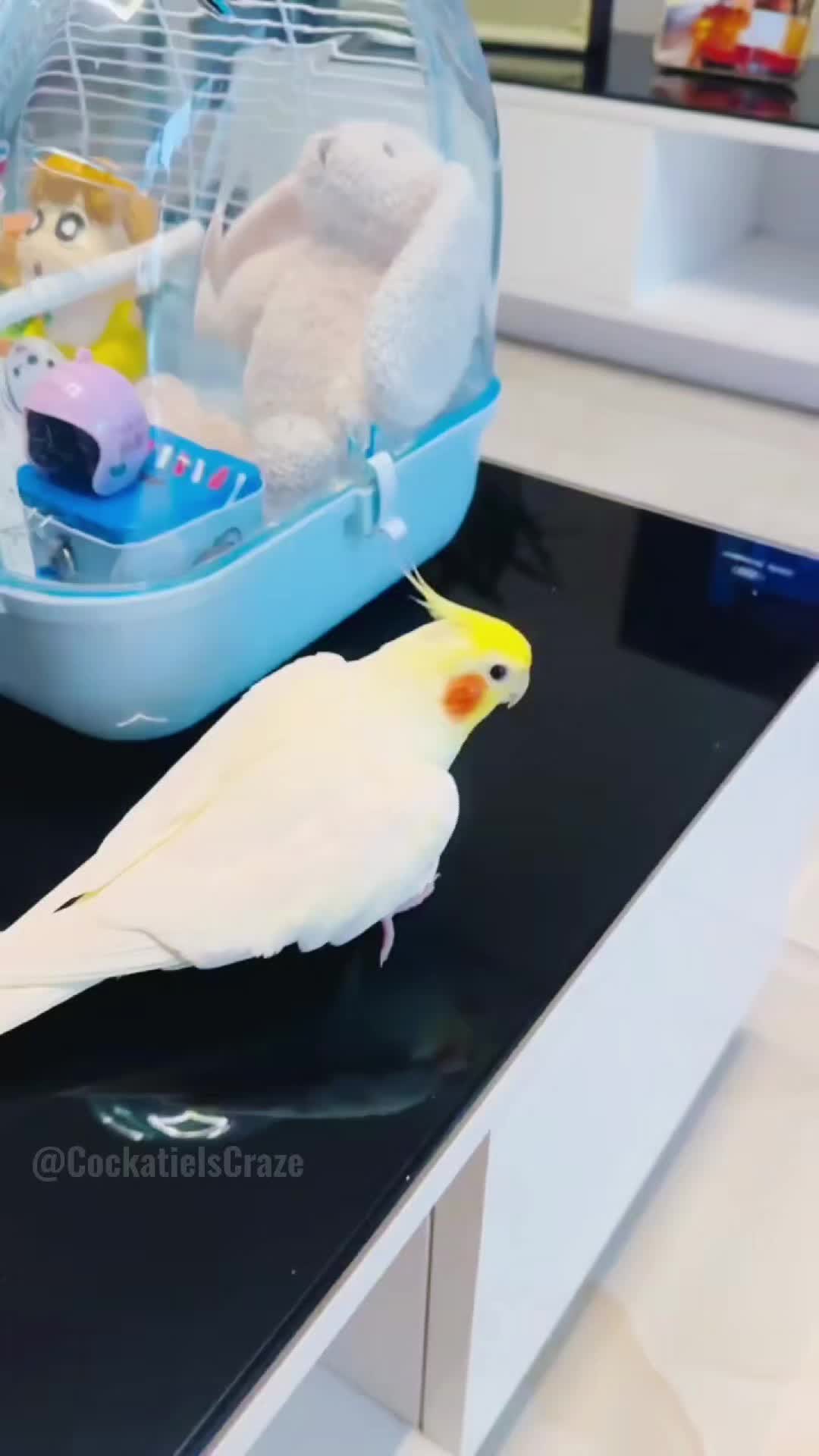 @Cockatiels Craze