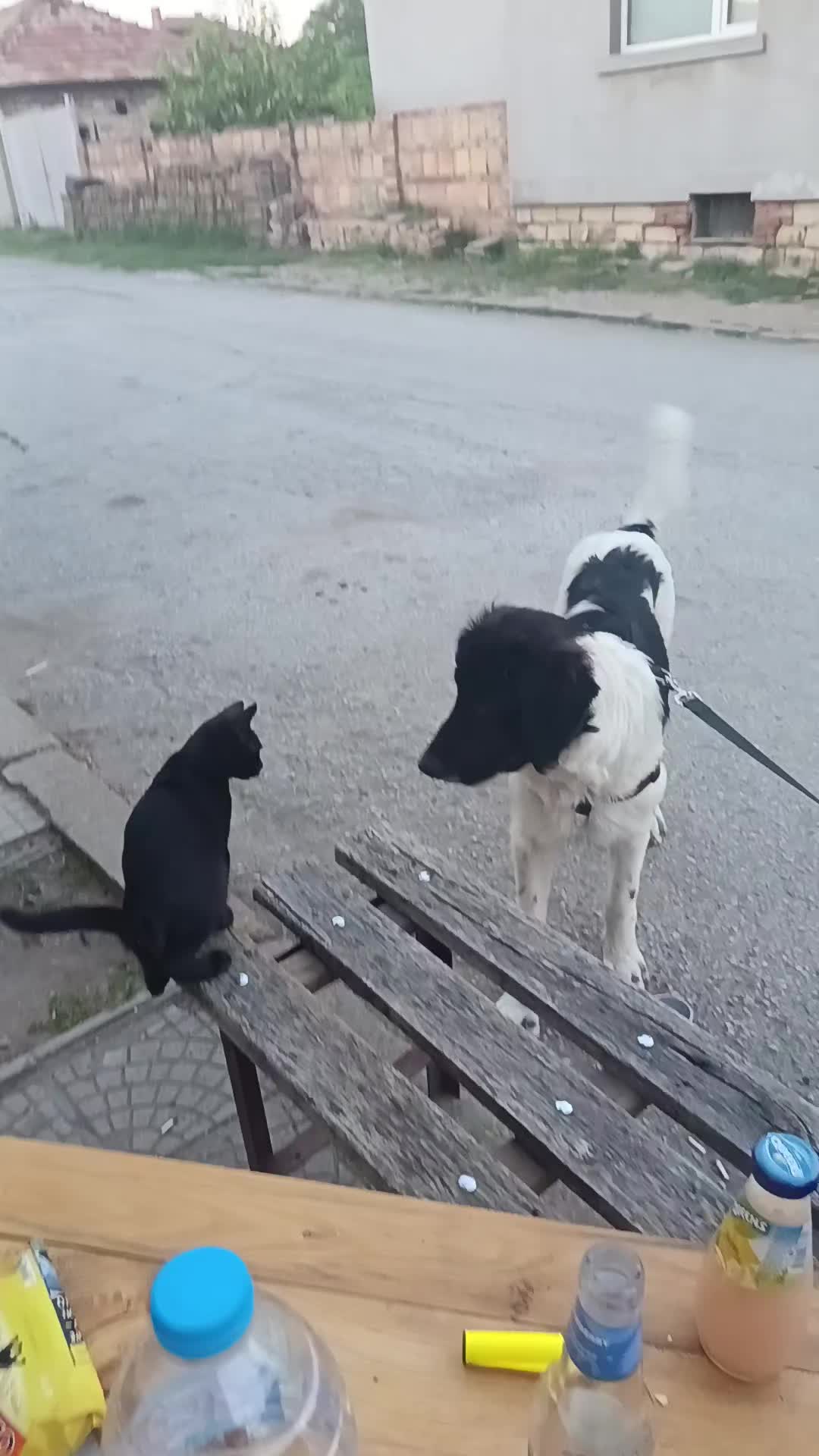 @ЖЕНАТА НА МИЛОТО 😈