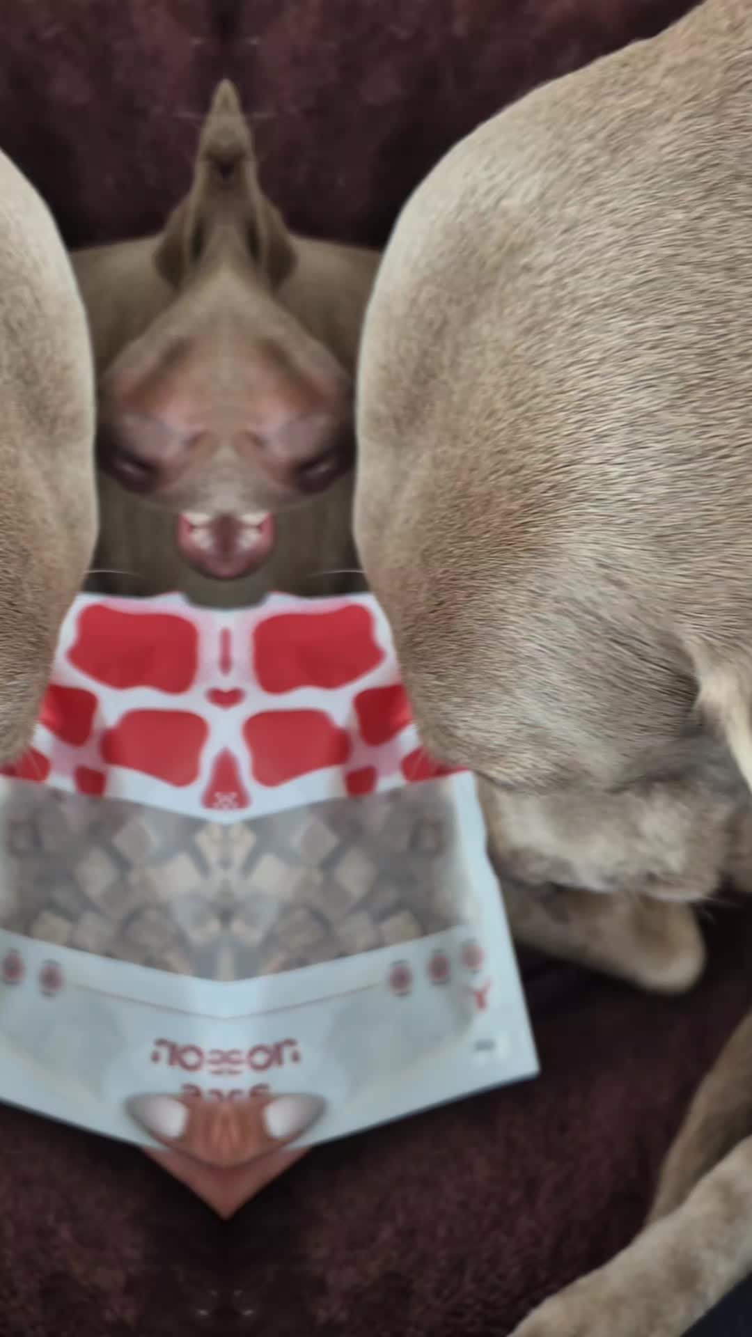 @Sabsky weimaraners