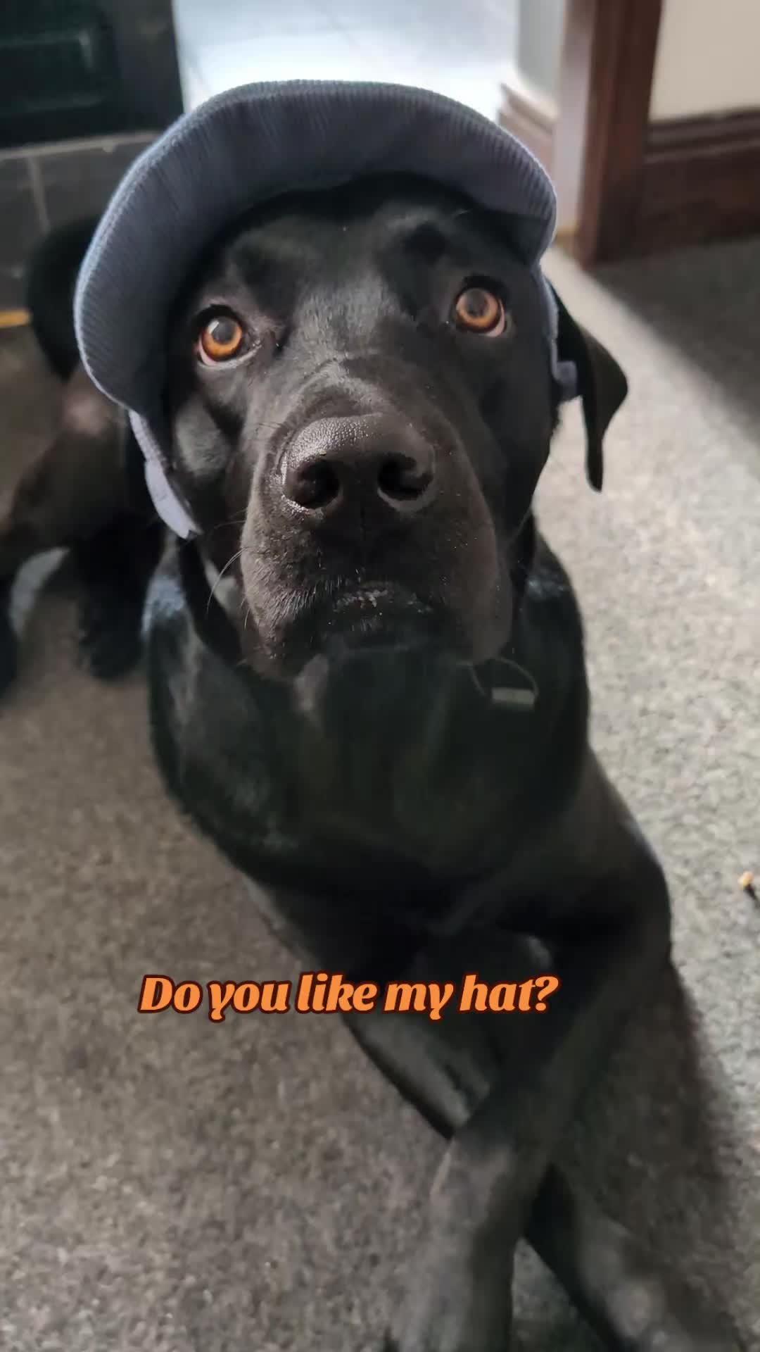 @🐾That Handsome Bandit 🐾