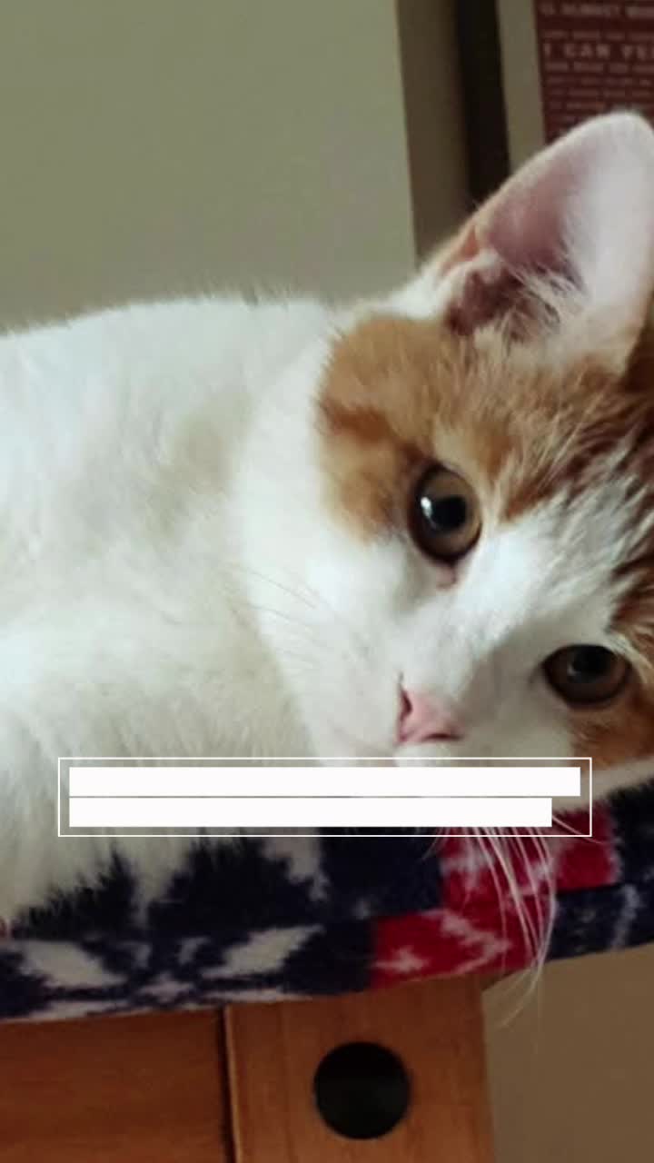 @Katt