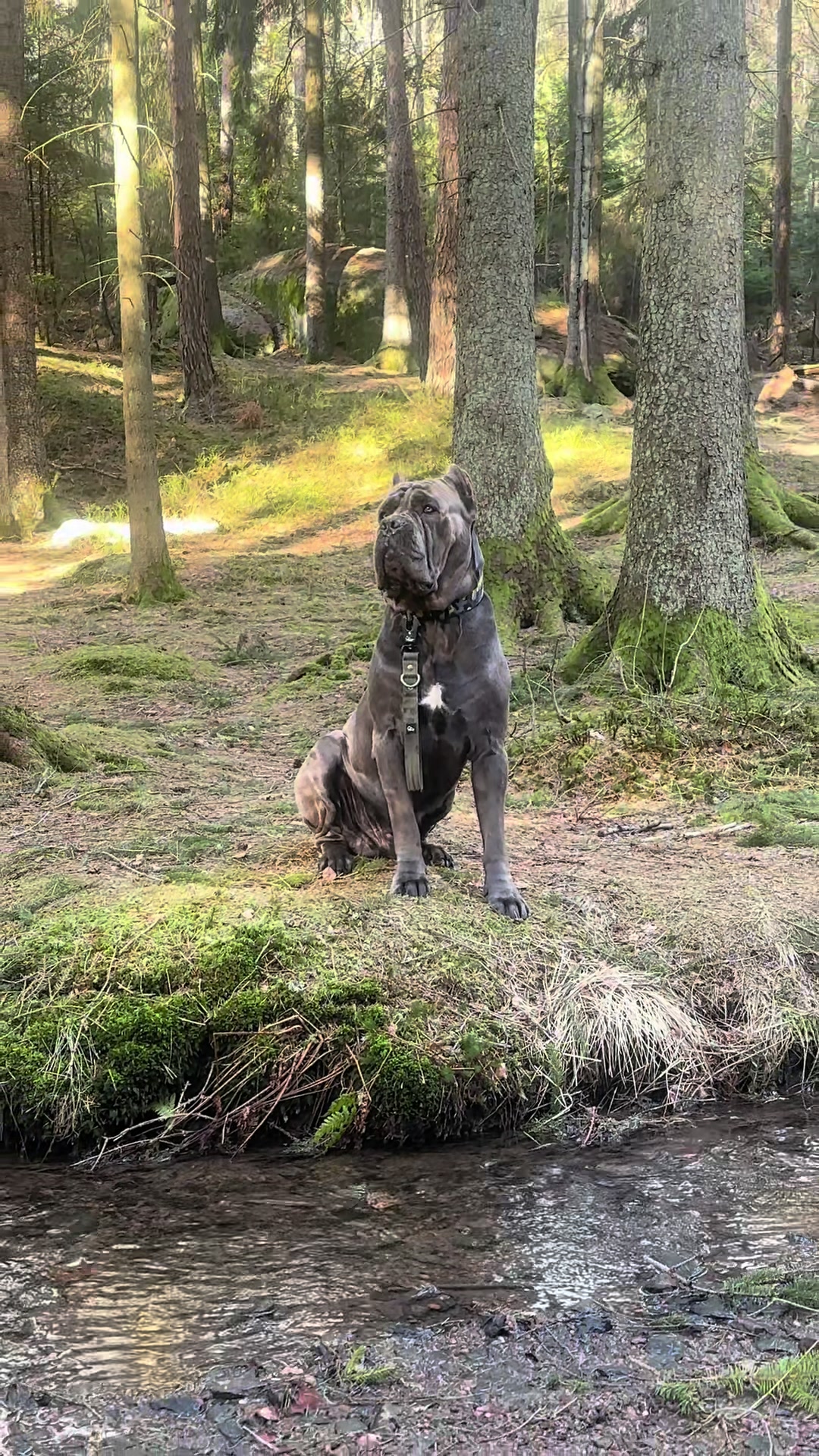 @CaneCorsoAres
