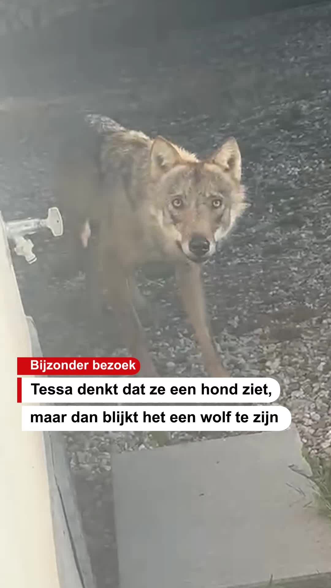 @De Stentor
