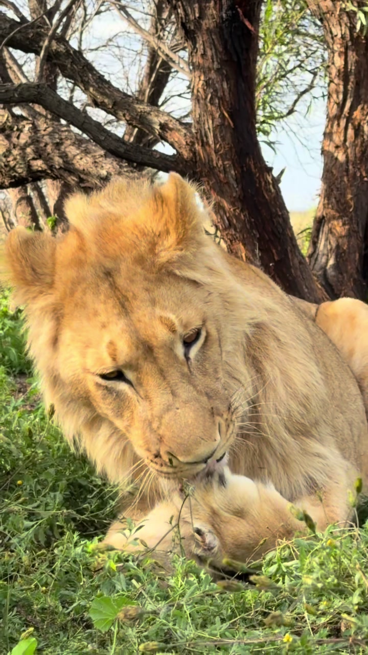 @Felidae Centre