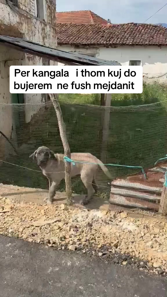 @Ferma _vellezrit _la&ccedil;i_ diber