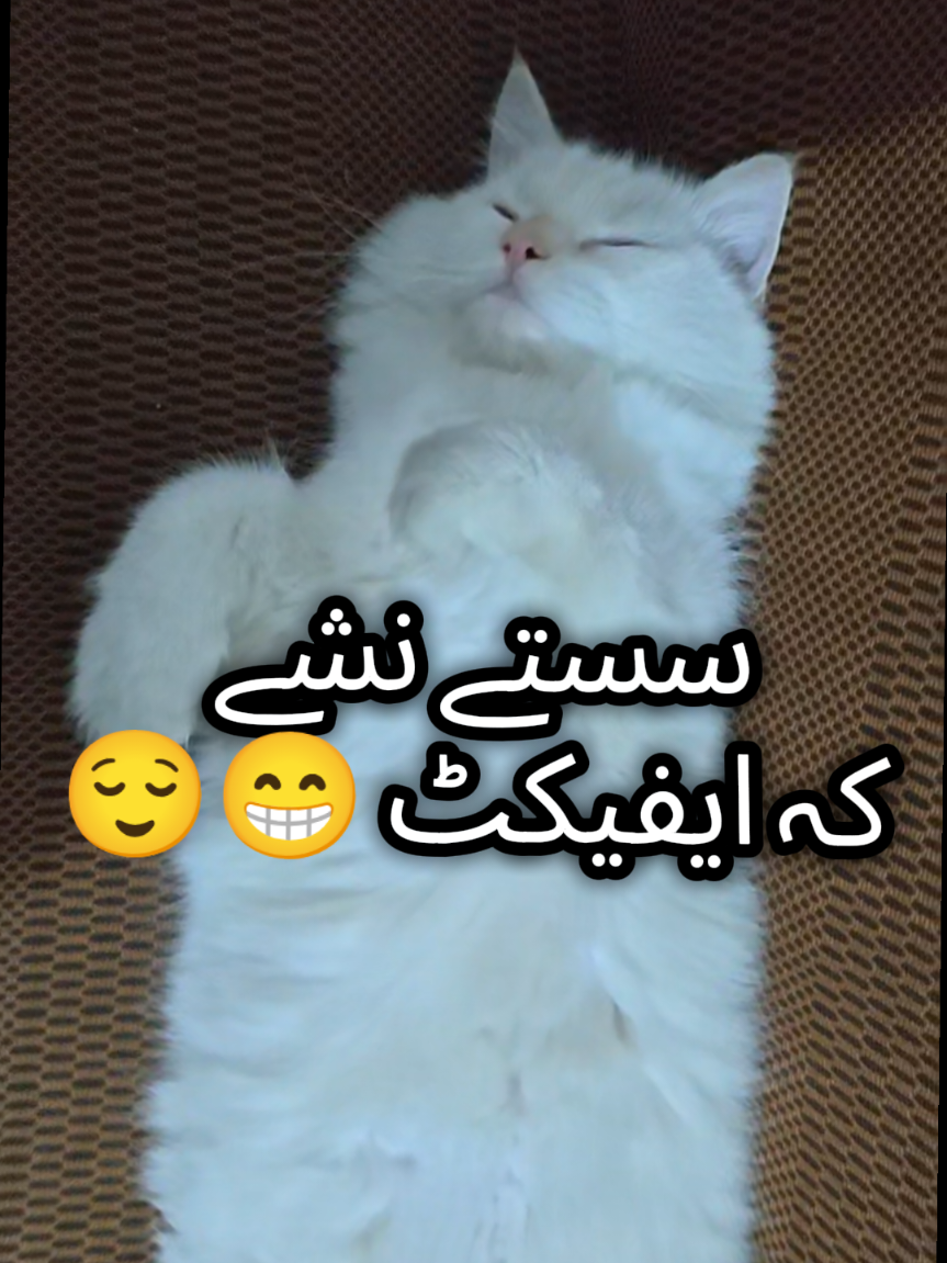 @Mian