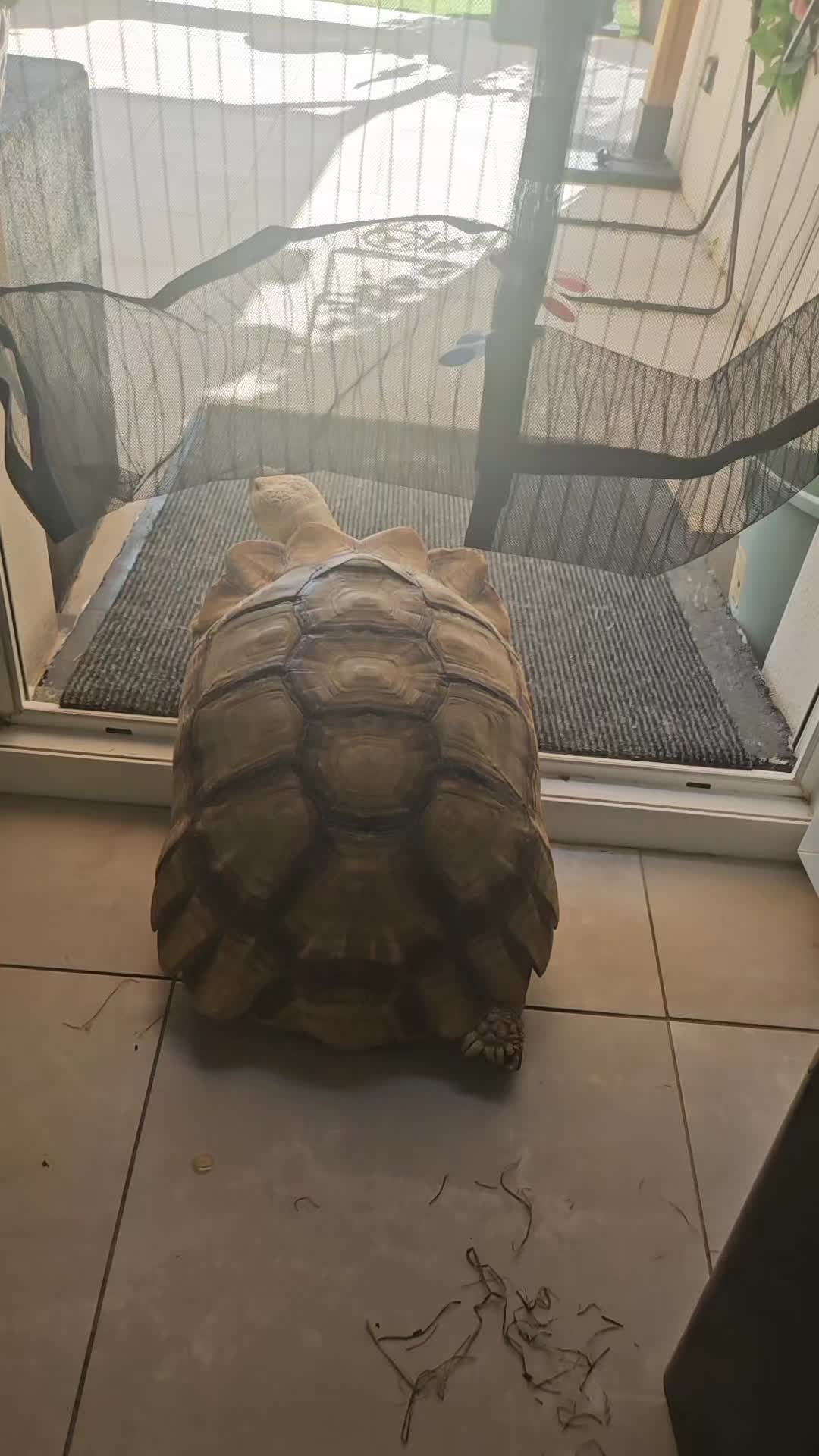 @POPEYE MA TORTUE 🐢
