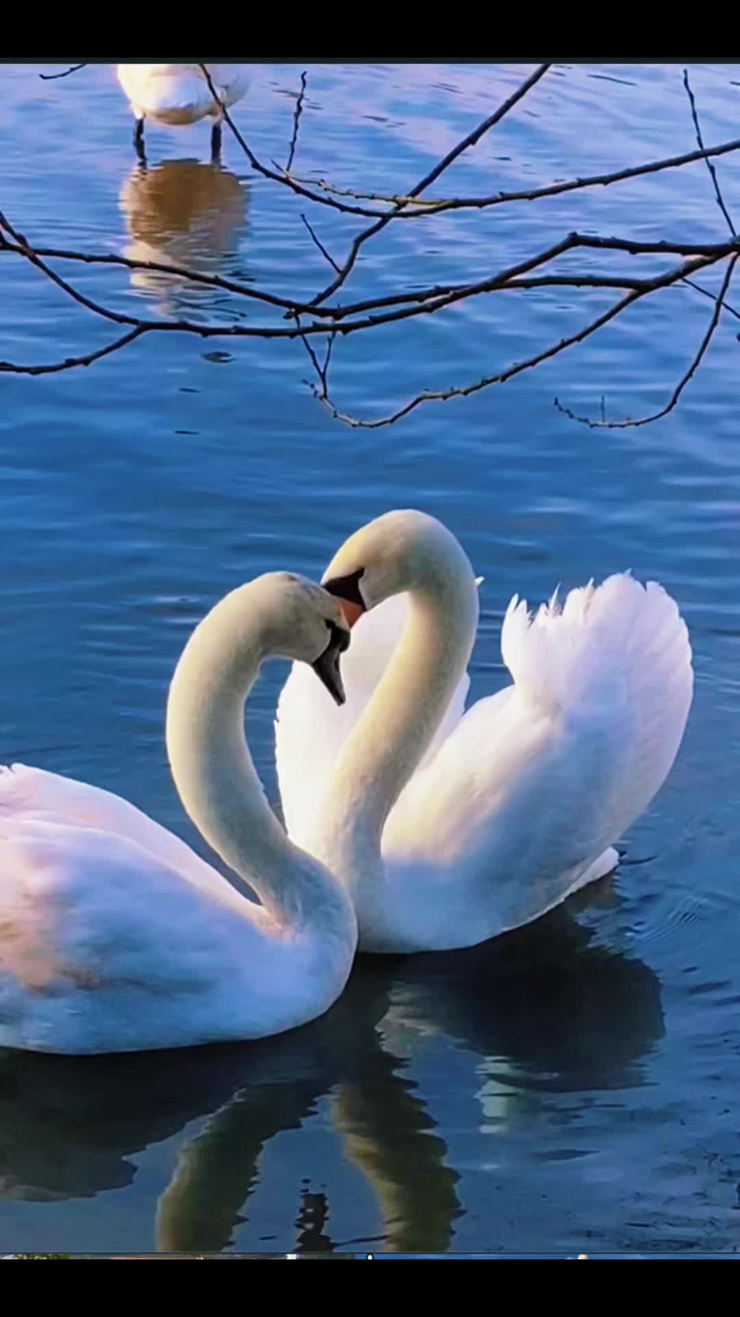 @rosariopiazza231